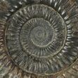 Dactylioceras Ammonite Fossil - England #100464-1